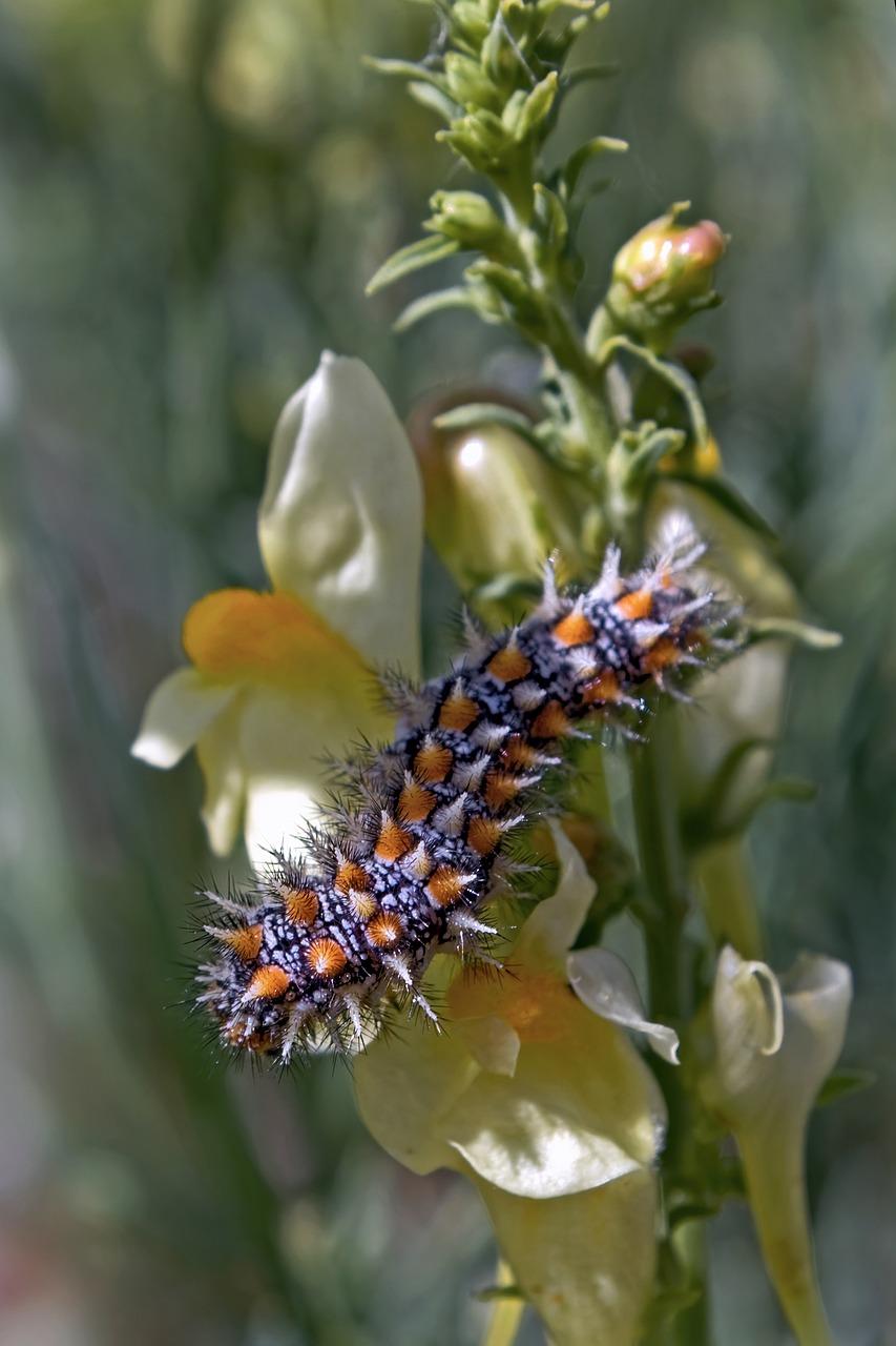Caterpillars as a Metaphor for Personal Growth and Transformation