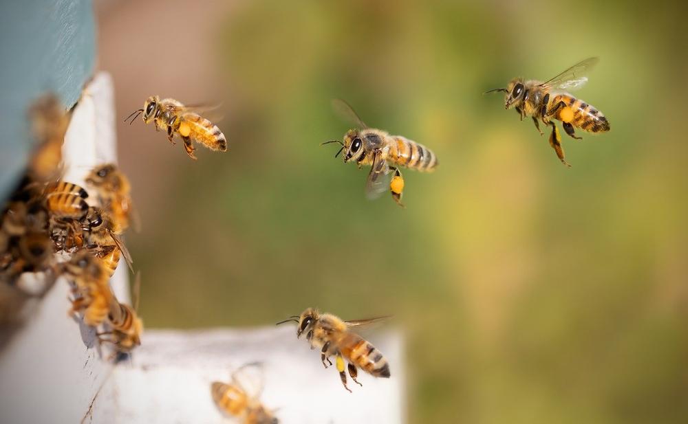 Resilience in Bee Activities - Overcoming Challenges