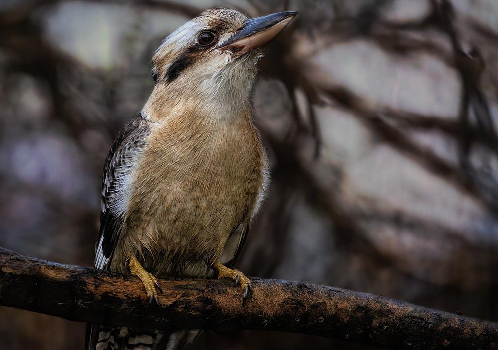 Meaning and Symbolism of the Kookaburra