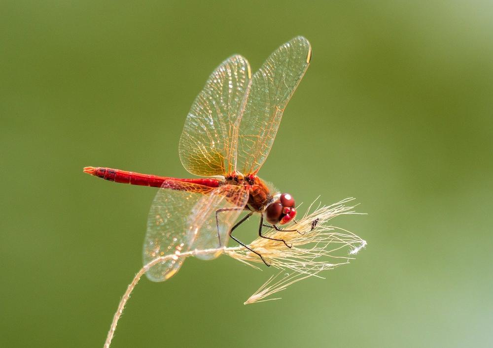 Red Dragonfly Symbolism in Financial and Professional Success