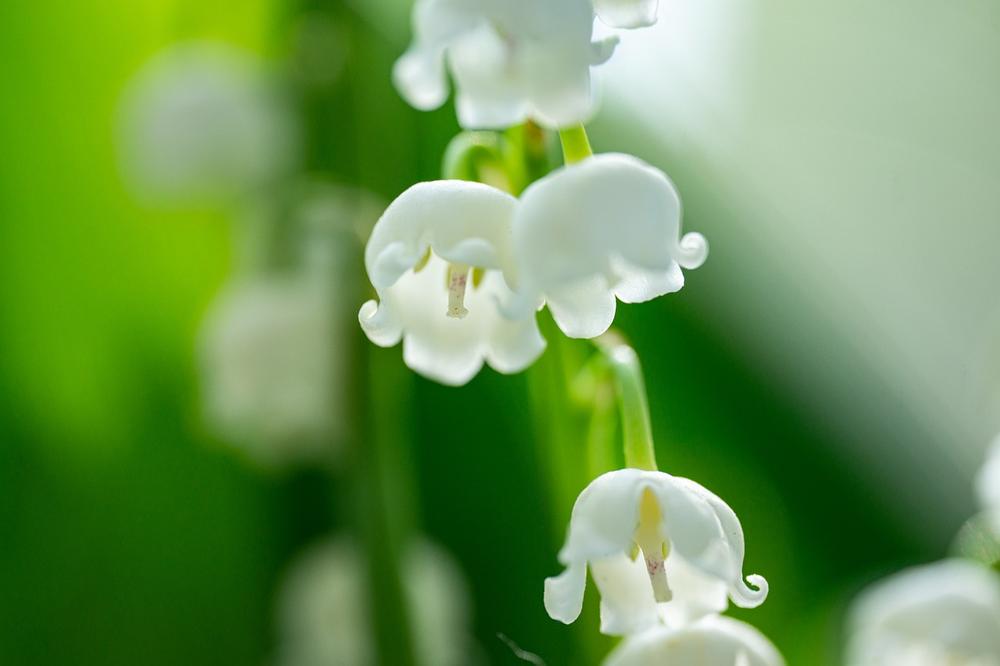 What Is Special About the Lily of the Valley?