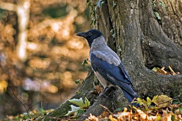 Crow Native American Spiritual Meaning