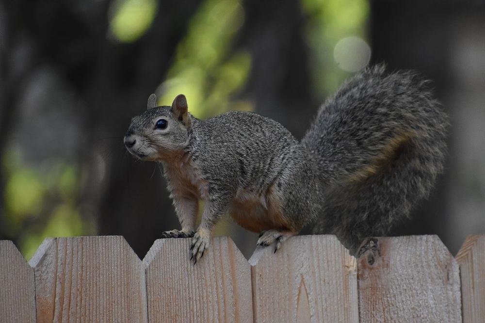 What Does It Mean Spiritually When You See a Squirrel?