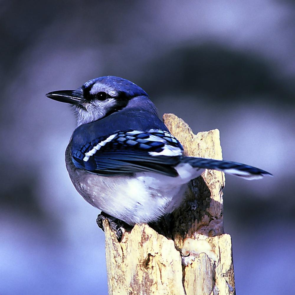 The Protective and Devoted Nature of Blue Jays