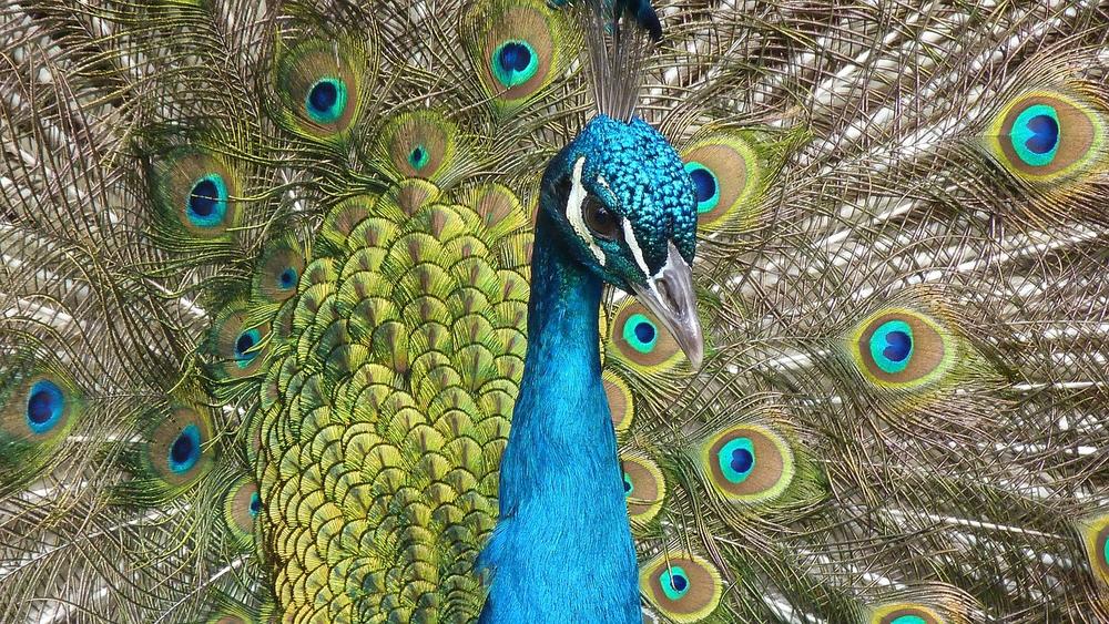 Peacocks as Spirit Animals for Twin Flames