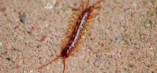 What Is the Spiritual Meaning of a Centipede