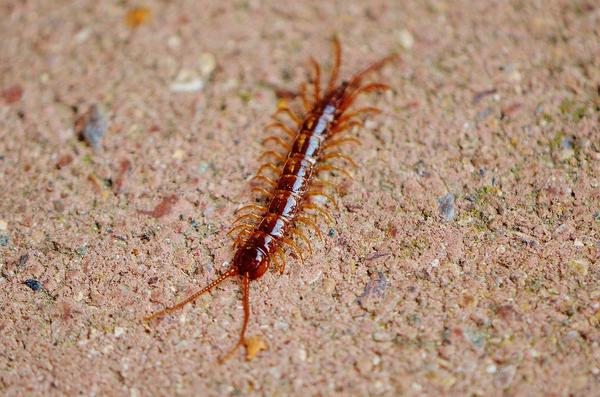 What Is the Spiritual Meaning of a Centipede