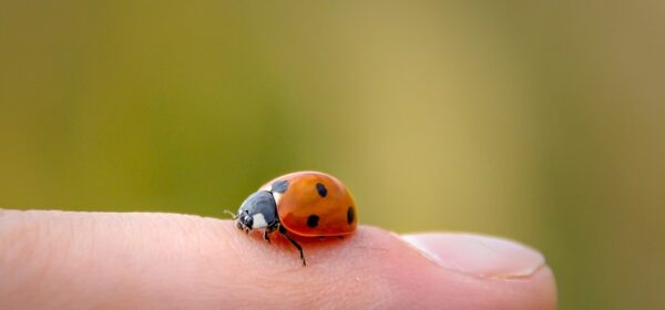 Seeing a Ladybug