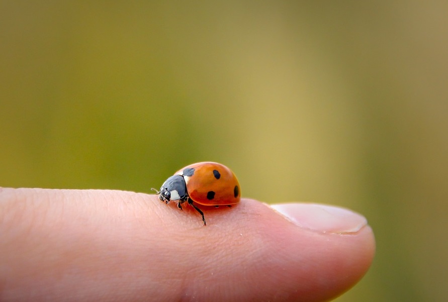Seeing a Ladybug