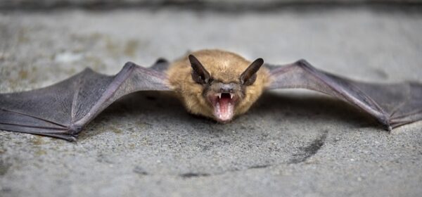 Spiritual Meaning of Seeing a Bat in a Dream