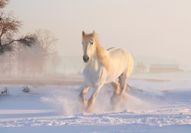 What Is the Spiritual Meaning of a White Horse