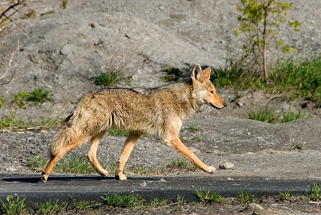 Coyote Spirit Animal Meaning