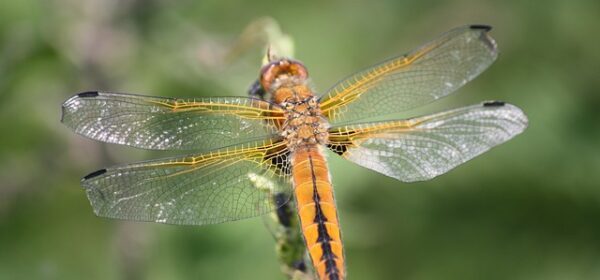 Meaning For Excessive Dragonfly Encounter