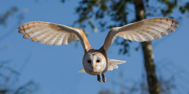 Owl Crossing Your Path