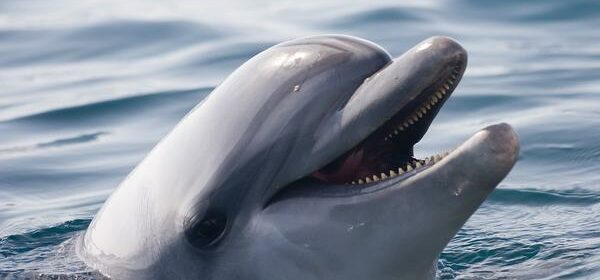 Spiritual Meaning of Dolphins