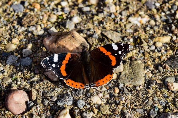 White Admiral Butterfly Spiritual Meaning