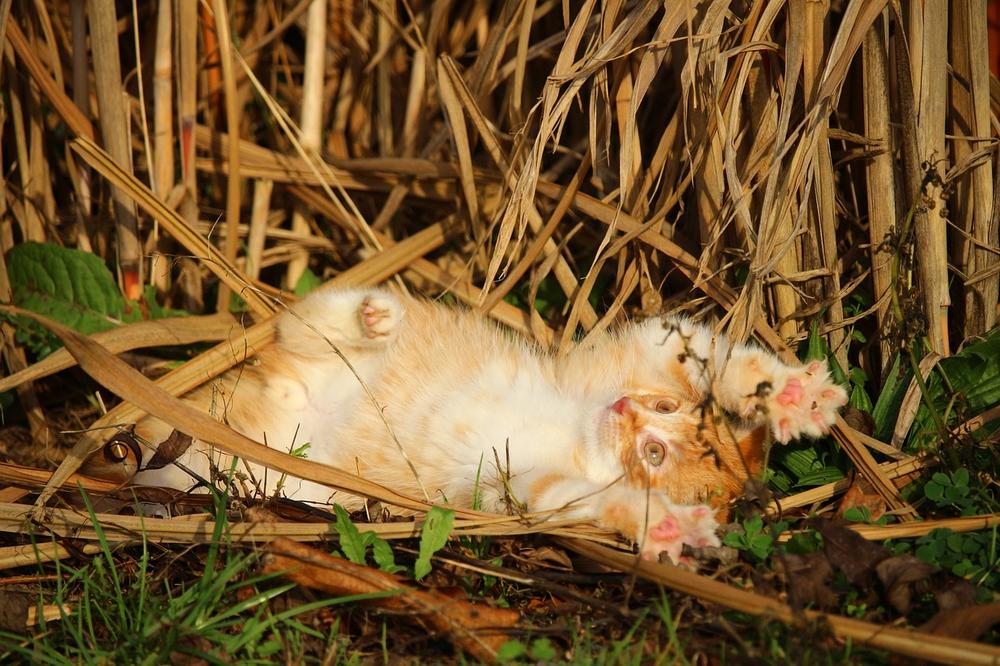 The Spiritual Messages Behind Cat Giving Birth in Dreams