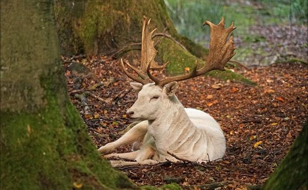 White Deer Spiritual Meaning