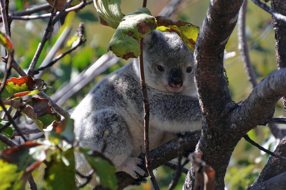 Essence of Peace and Tranquility: Koala Bears as Spiritual Companions