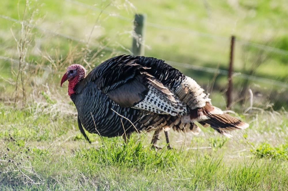 The Wild Turkey as a Symbol of Abundance and Gratitude