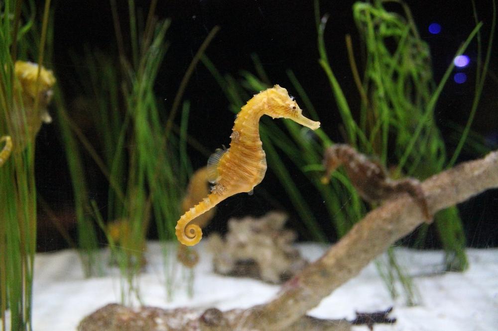 Exploring the Profound Symbolism of Seahorses