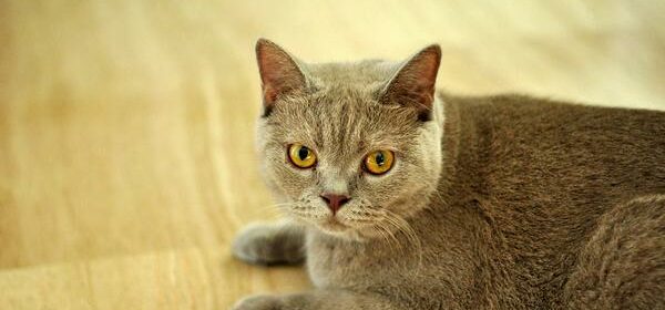 Most Spiritual Cat Breeds