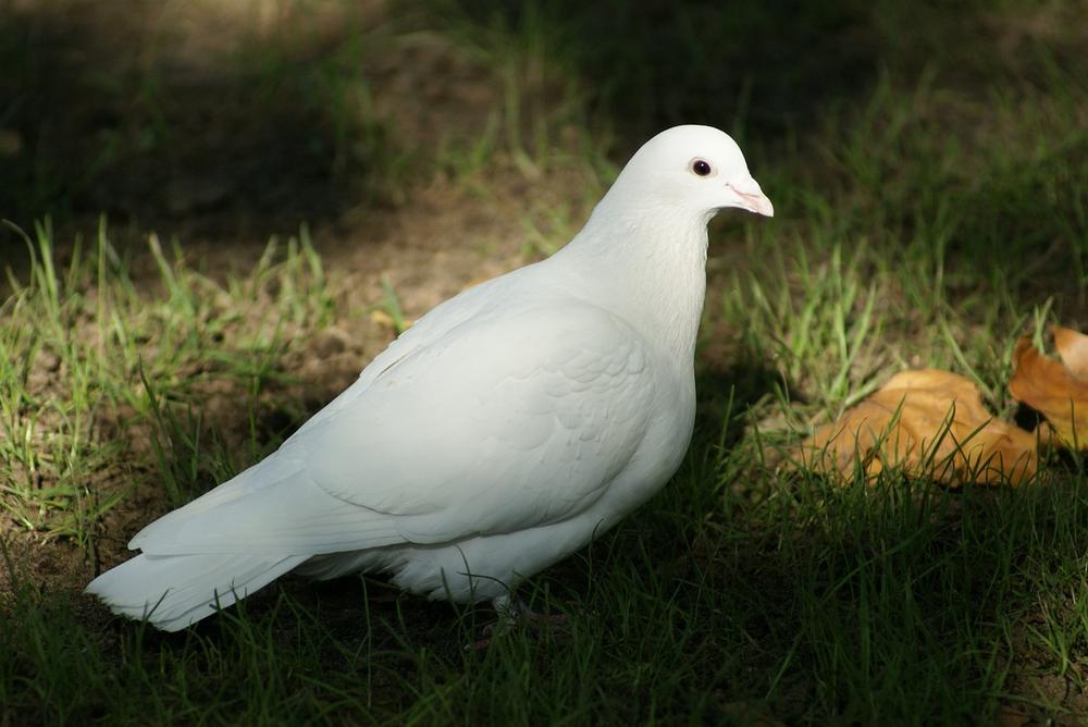 The Symbolic Significance of a White Dove on a Window Sill