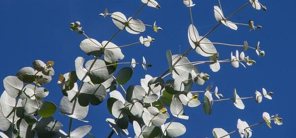 What Is the Spiritual Meaning of Eucalyptus