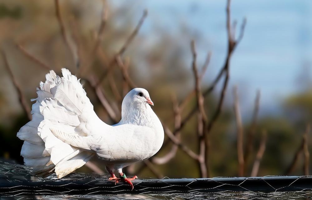 The Profound Symbolism of Doves as Agents of Peace