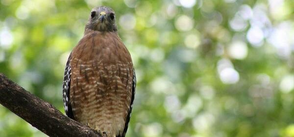 What Is the Spiritual Meaning of Hawks