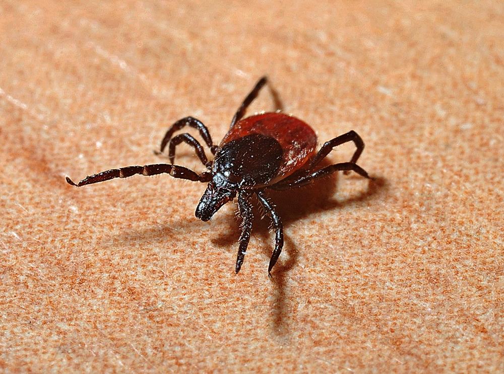 The Resilience and Tenacity Embodied by Ticks