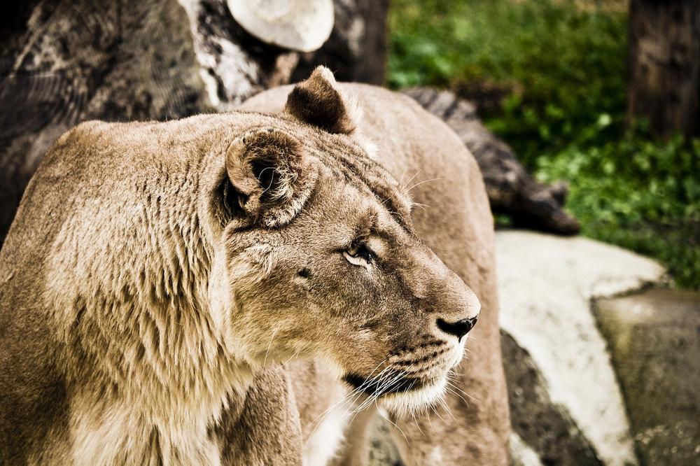 The Majestic Significance of Lions in African Folklore