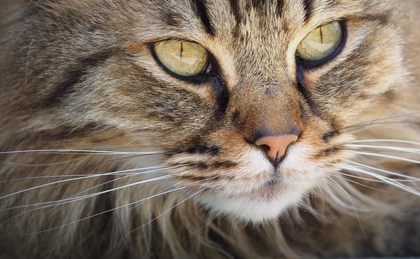 Tabby Cat Spiritual Meaning