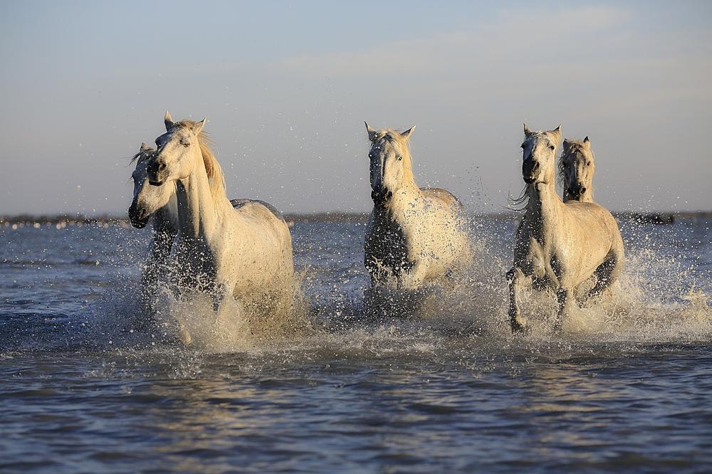 Empowering and Transformational Experiences in NATURE, With HORSES