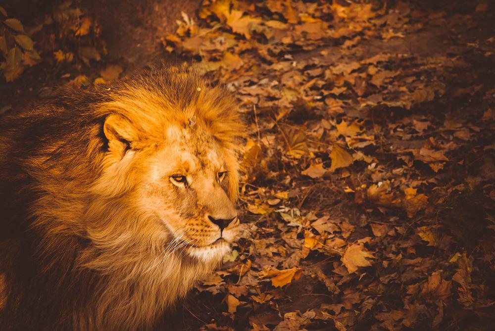 Cultivating the Qualities of a Lion Heart