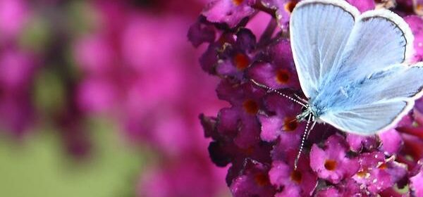 What Is the Spiritual Meaning of Seeing Butterflies