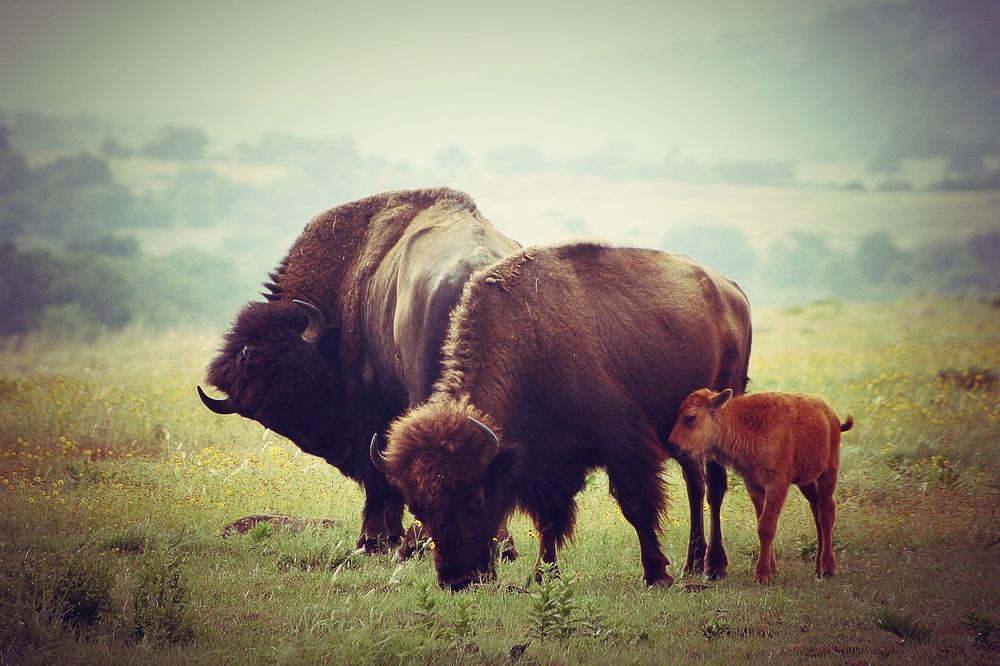 Symbolic Meanings of the Buffalo Spirit Animal
