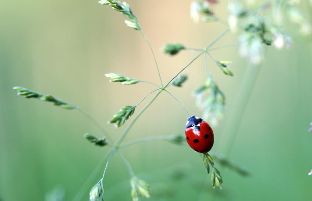 Interpreting the Spiritual Connection With Ladybugs