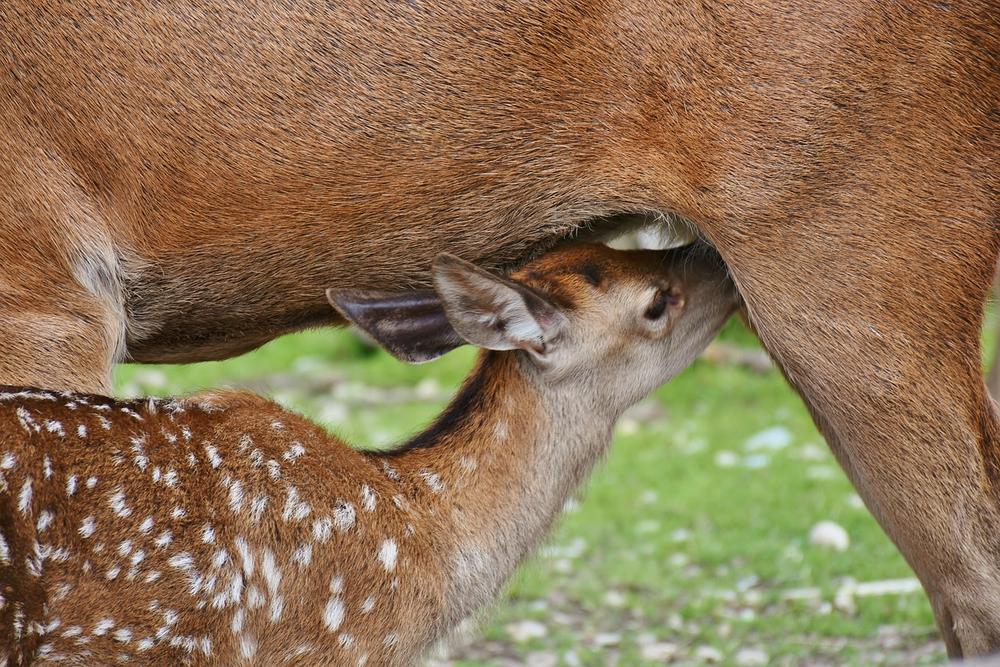 Gracious Arrival: The Symbolism of Grace in the Connection Between Mom and Baby Deer