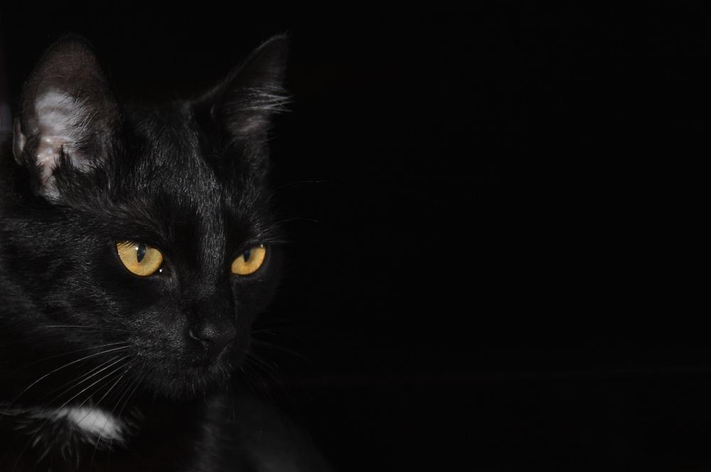 The Significance of Black Cats in Hindu Mythology