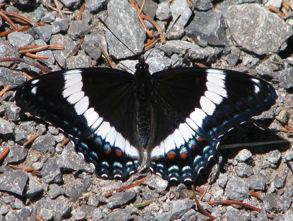 The Deep Spiritual Significance of the White Admiral Butterfly