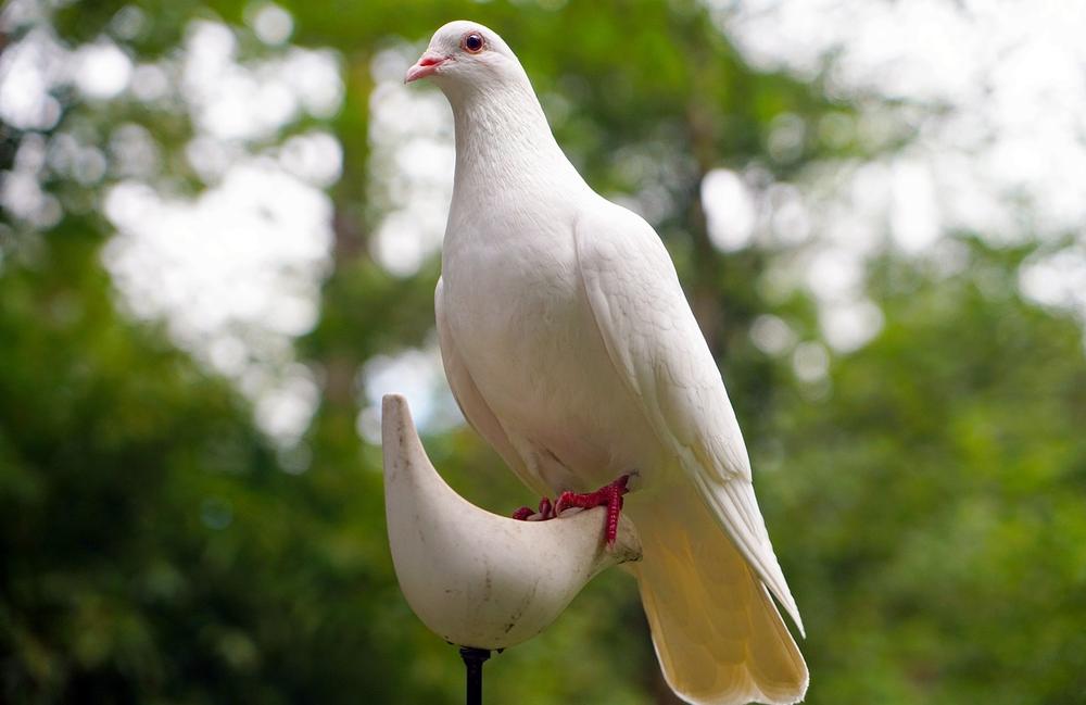 Ways to Deepen Your Spiritual Connection With White Doves