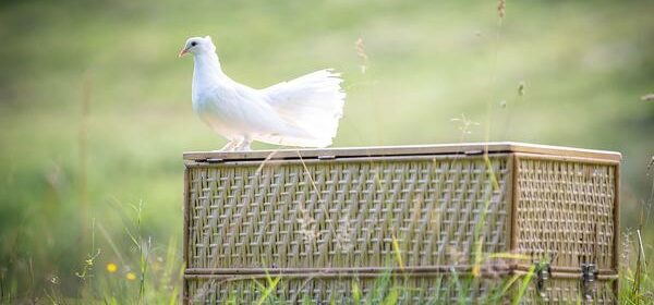 Native American Spiritual Meaning of White Dove