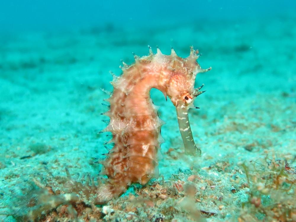 The Mystical Connection Between Seahorses and the Divine or Higher Power