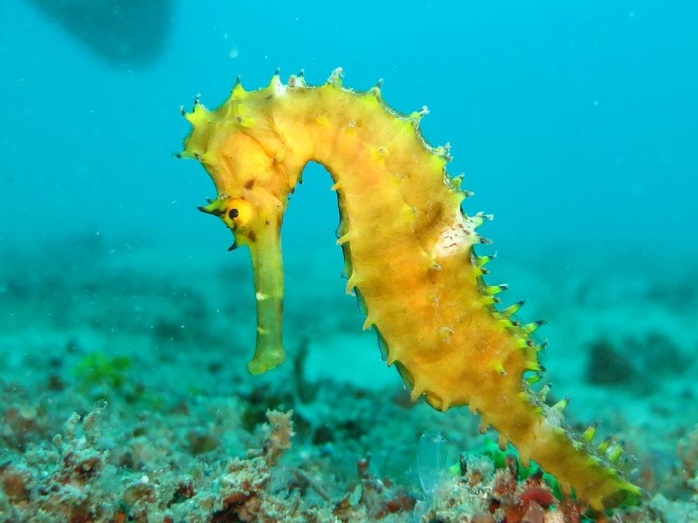 Sea Horses as Symbols of Transformation and Possibilities