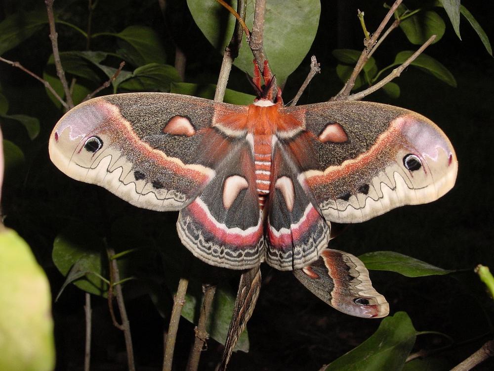 The Sacred Interdependence of Butterflies, Moths, and Flowers