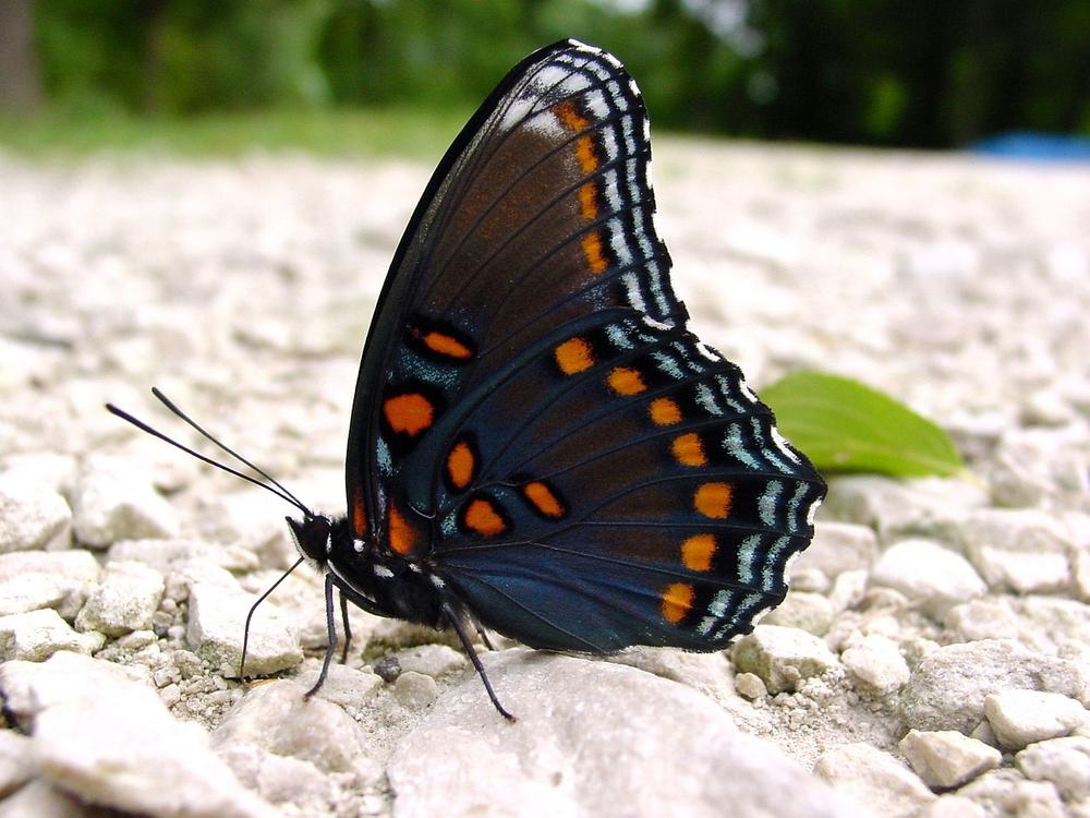 Messages From the Spirit Realm: Red Spotted Purple Butterflies