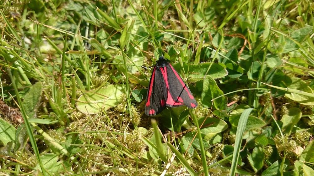 Examining the Symbolism of the Cinnabar Butterfly