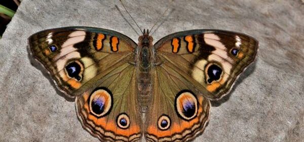 Buckeye Butterfly Spiritual Meaning