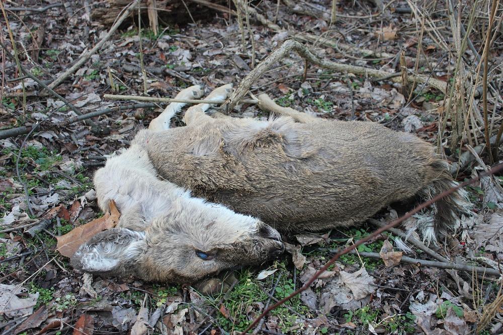 Understanding the Spiritual Meaning of Dead Deer